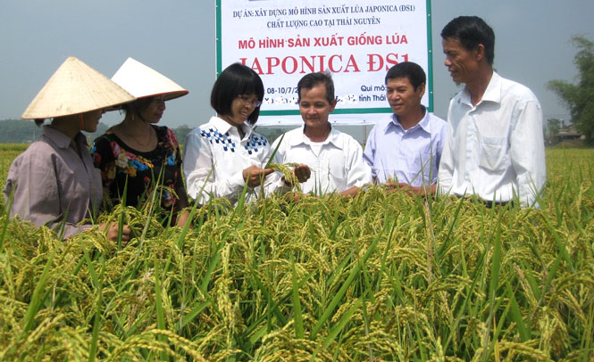  ​Hiện nhiều cánh đồng được nông dân Thái Nguyên đưa vào sản xuất lúa đặc sản chất lượng cao, như Bao thai, nếp Thấu Dầu; nếp cái Hoa Vàng…