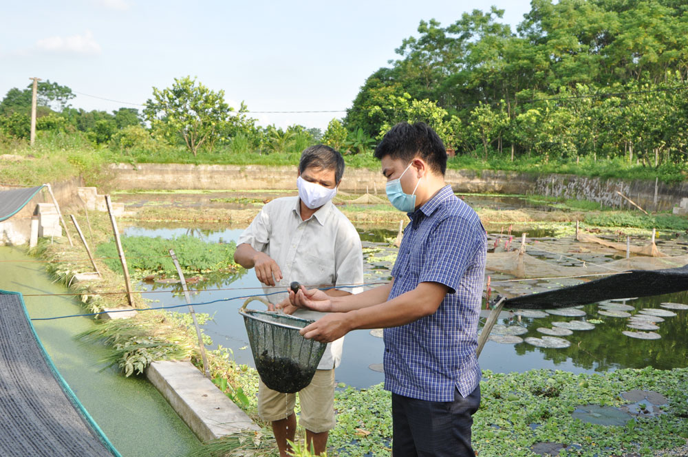  Mô hình nuôi ốc nhồi của gia đình ông Đinh Đình Sinh, xóm Kha Bình Lâm, xã Kha Sơn cho thu lãi từ 250-300 triệu đồng/năm.