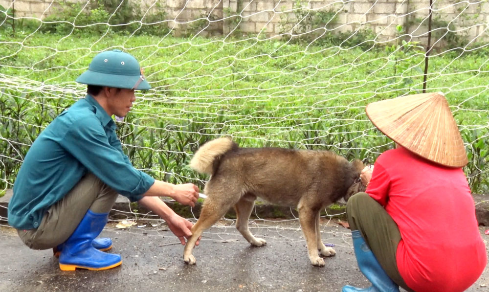  Tiêm phòng dại cho chó, mèo là một trong những biện pháp giảm thiểu tỷ lệ mắc bệnh dại trong cộng đồng. Ảnh: T.L