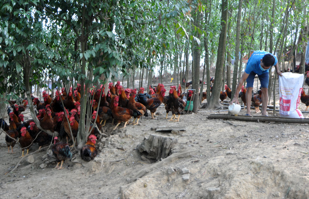  Hằng năm, gia đình anh Nguyễn Bá Quang, xóm Na Ri, xã Tân Khánh (Phú Bình) đều chú trọng tiêm phòng vắc xin để đàn vật nuôi phát triển tốt. 