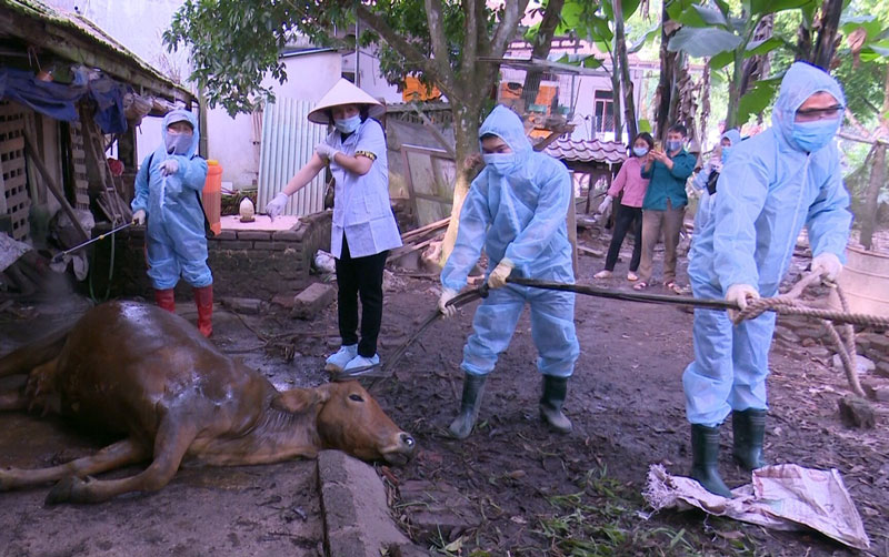  Tiêu hủy bò nái của hộ ông Đặng Văn Sinh xóm Đèo Khê xã Tân Kim (Phú Bình).