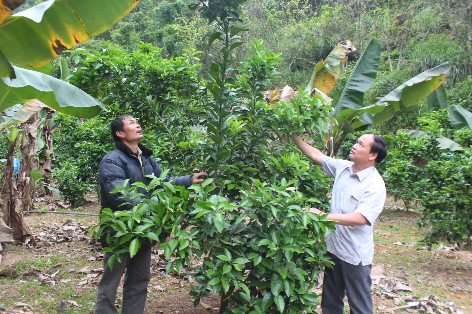  -	Anh Hà Quốc Vượng (bên phải) đang chia sẻ kinh nghiệm chăm sóc cam cho anh Triệu Tiến Tài ở xóm Hạ Lương, xã Nghinh Tường.