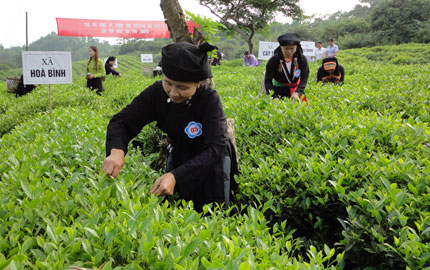  Các đội tham gia phần thi hái chè nhanh, đúng kỹ thuật