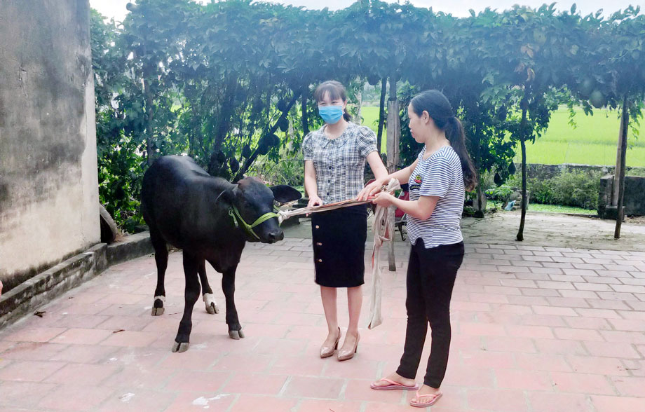  Hội LHPN xã Dương Thành (Phú Bình) trao tặng bò sinh sản cho gia đình chị Tạ Thị Nga, hội viên phụ nữ nghèo ở xóm An Ninh.