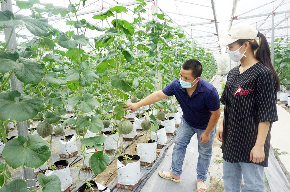  居住在大慈县魁奇乡桥根村的阮英俊家庭的在温室的高工艺应用种植哈密瓜的模型