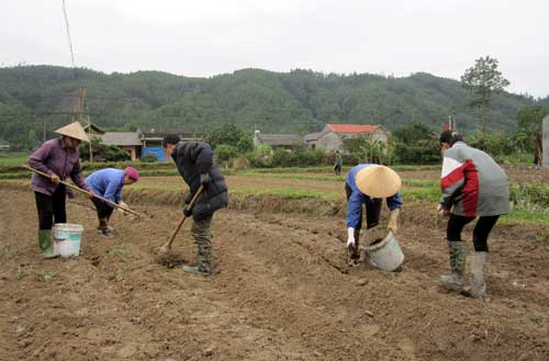  Nông dân xóm La Hóa (xã Lâu Thượng, huyện Võ Nhai) đang tích cực trồng ngô vụ xuân.