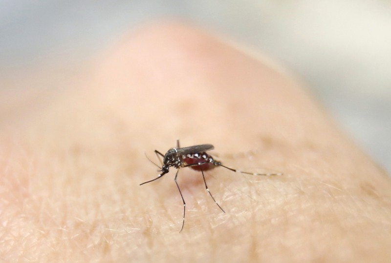  Bệnh do virus Zika và sốt xuất huyết có chung véc-tơ truyền bệnh là muỗi.