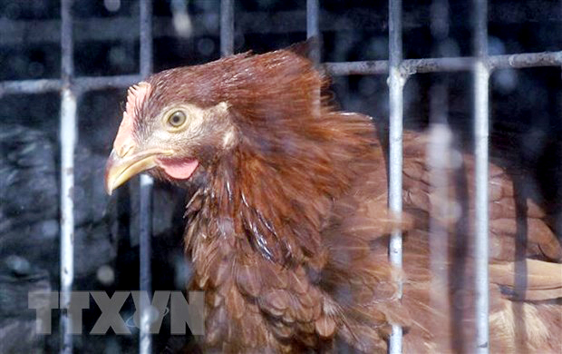  Một chợ bán gà sống ở Mỹ. (Ảnh: AFP/TTXVN)