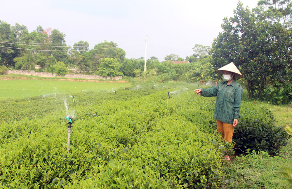   Hệ thống tưới tiết kiệm nước đã giúp gia đình bà Trần Thị Hồng, ở xóm Chũng Na, xã Bá Xuyên (T.P Sông Công) giảm công lao động, tăng năng suất chè.