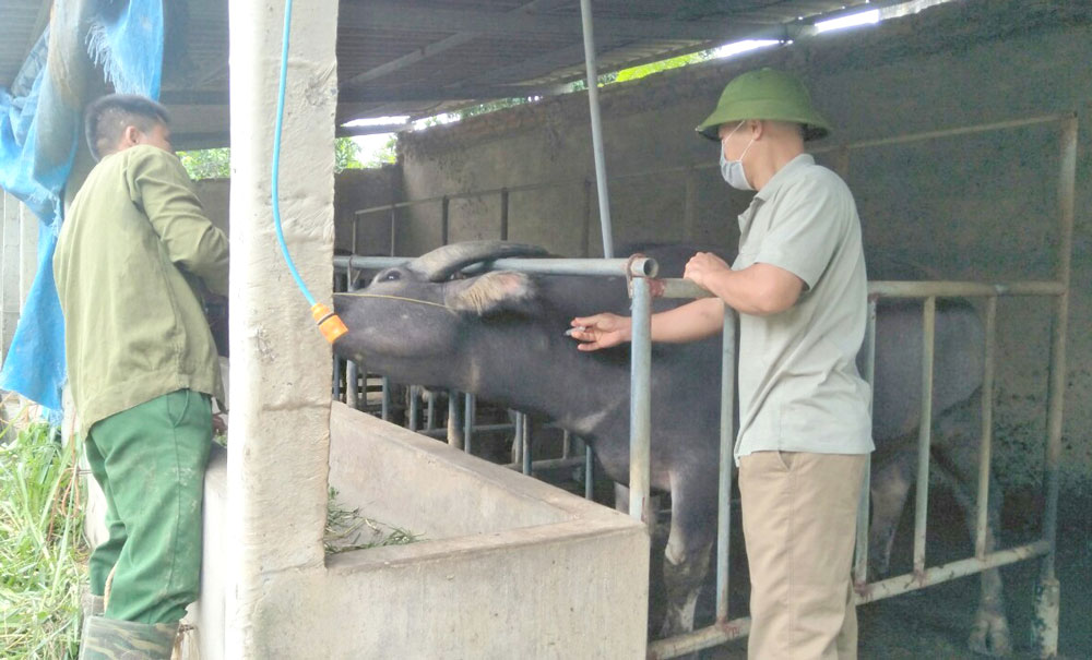  Nhân viên thú y xã Tân Kim tiêm vắc xin phòng bệnh VDNC trên đàn trâu bò cho các hộ chăn nuôi trong xã.