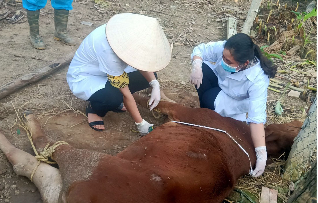  Cán bộ Trung tâm dịch vụ nông nghiệp huyện Phú Bình kiểm tra dịch bệnh viêm da nổi cục trên đàn trâu, bò tại các hộ dân ở xã Bảo Lý.