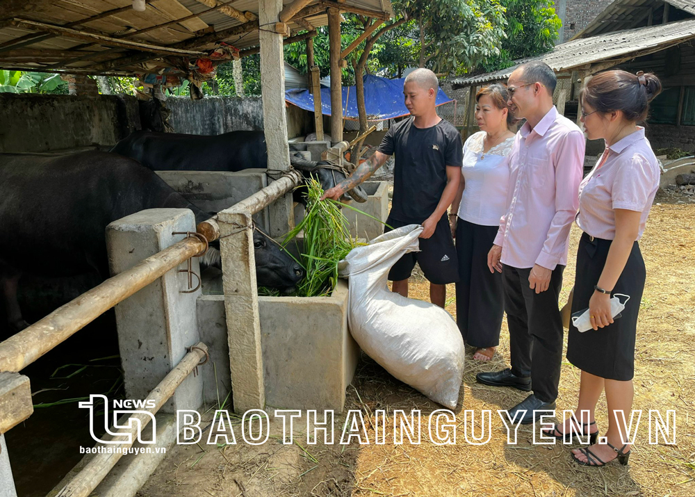  Cán bộ NHCSXH huyện Đại Từ đến thăm mô hình nuôi trâu sinh sản sử dụng vốn chính sách ở thị trấn Hùng Sơn.