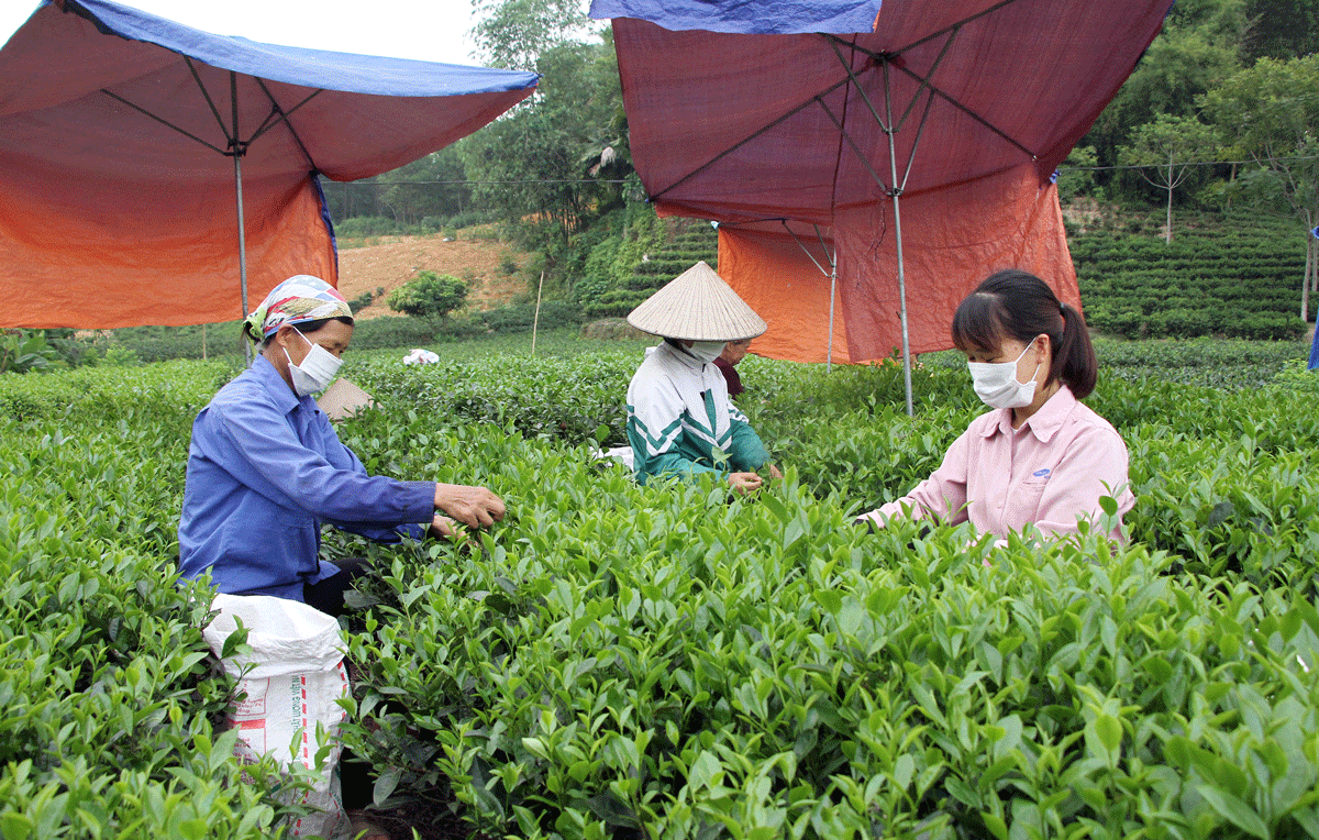  Chị em phụ nữ xóm Cầu Bình 1 thường xuyên chia sẻ với nhau kinh nghiệm chăm sóc gia đình, phát triển kinh tế trong những buổi lao động.