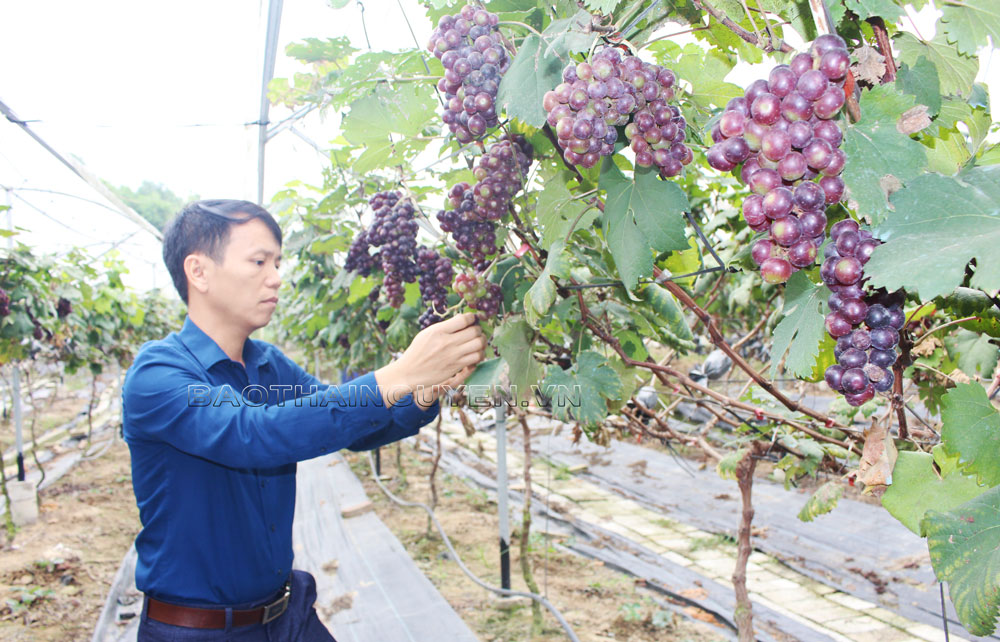  Nho Hạ đen chuẩn bị cho thu hoạch tại vườn nhà anh Nguyễn Anh Tuấn.