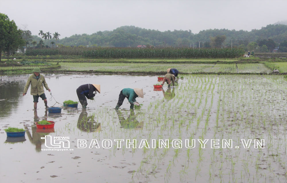   Người dân xã Khôi Kỳ (Đại Từ) cấy lúa vụ xuân.