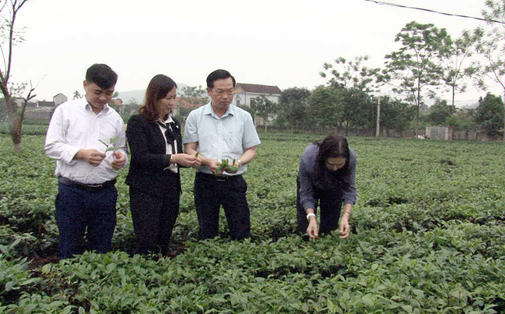  Chè là cây trồng chủ lực, mang lại nguồn thu nhập chính cho người dân xóm 4, xã Phúc Thuận.