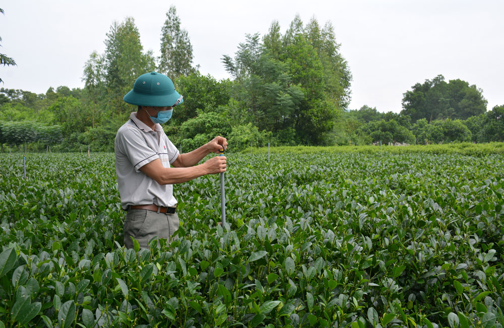  Mô hình tưới phun chè tự động của một hộ dân xóm 4, xã Phúc Thuận (T.X Phổ Yên).