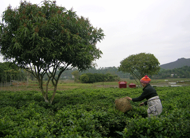  Gia đình bà Nguyễn Thị Hiền, xã Hà Thượng nhờ áp dụng tiến bộ KHKT vào chăm sóc chè đã giảm chi phí đầu tư được gần 700 nghìn đồng/tháng